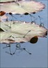 © David Crutchley  <em>Damselflies</em>