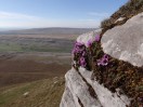 © Gill Pinkerton  <em>Saxifrage on Ingleborough</em>