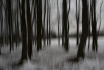 © Harry Pinkerton  <em>Ghostly trees</em>