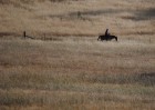 © Jeanette Davidson  <em>Jackaroo</em>