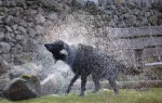 © Jeanette Davidson  <em>wet dog</em>