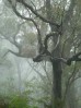 © Jeanette Davidson  <em>misty morning</em>
