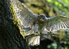 © John Lockwood  <em>Kestrel Alert</em>
