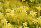 © Margaret Smith  <em>Dancing Daffodils</em>