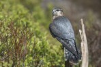 © Stuart Jackson  <em>Posing Merlin</em>