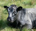© Sue Best  <em>Young Cow</em>