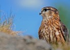 © John Lockwood  <em>Merlin Magic</em>