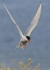 © John Lockwood  <em>Arctic Tern</em>