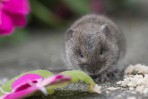 © Stuart Jackson  <em>Mouse Encounter</em>