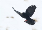 © David Crutchley  <em>Alpine Chough</em>