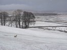 © Gill Pinkerton  <em>Ribblehead Viaduct</em>