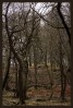 © Sue Haddrill  <em>Trees in Winter</em>