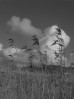 © Gill Pinkerton  <em>Reeds</em>
