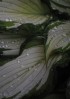 © Jeanette Davidson  <em>rain</em>