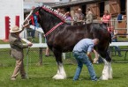 © Christine Flitcroft  <em>Show Champion Judging</em>