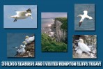 © Chris Chandler  <em>Postcard from Bempton Cliffs</em>