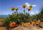 © Elaine Ward  <em>Praia de Luz</em>