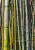 © Chris Chandler  <em>Bamboo, Azores</em>