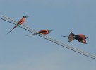 © Chris Chandler  <em>Ready, steady, go - Northern Carmine Bee-eater</em>