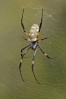 © Chris Chandler  <em>Golden orb web spider, The Gambia</em>