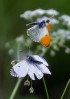 © Christine Flitcroft  <em>Orange and White Butterfly</em>