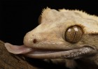 © Dickon Siddall  <em>Gecko</em>