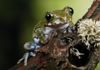 © Dickon Siddall  <em>Tree Frog</em>