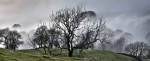 © Harry Pinkerton  <em>Misty trees in Chapel-le-Dale</em>