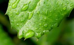 © Sue Haddrill  <em>Wet Leaf</em>