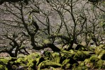 © David Crutchley  <em>Woodland</em>