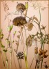 © Margaret Smith  <em>Autumn Shapes _1</em>