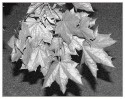 © Sue Haddrill  <em>Silver Silhouettes</em>
