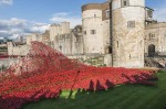 © Stuart Jackson  <em>Shadows in the poppies</em>