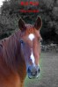 © Paul Higgins  <em>Red Pony</em>