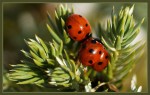 © Sue Haddrill  <em>Ladybird Ladybird</em>