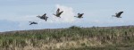 © Stuart Jackson  <em>The wild geese</em>