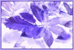 © Sue Haddrill  <em>The Colour Purple</em>
