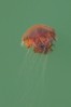 © Chris Chandler  <em>Lion's Mane Jellyfish</em>