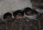 © Jeanette Davidson  <em>nest</em>