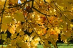 © Stuart Jackson  <em>Autumn colour</em>