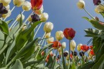 © Stuart Jackson  <em>Tulips</em>
