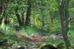 © Elaine Ward  <em>Woodland</em>