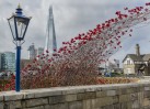 © Stuart Jackson  <em>Poppies at the Tower</em>