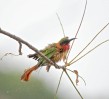 © Chris Chandler  <em>Bathing bee eater</em>
