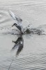 © Stuart Jackson  <em>Common Tern Fishing</em>